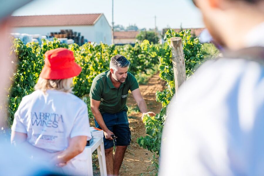 Algarve: Classic Wine Tour & Tasting in Silves - Short planning FAQ, the stuff you’ll wish you knew