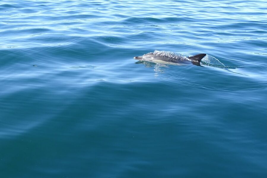 Algarve Dolphin Watching & Marine Life Eco Tour - Price and value: is $64 worth it for 2.5 hours of ocean time?