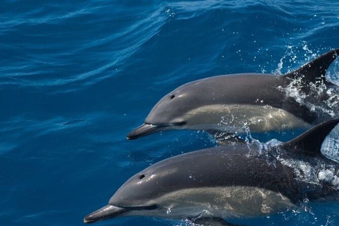 Algarve Dolphin Watching & Marine Life Eco Tour - Ria Formosa Is the Real Reason to Go Dolphin Watching From Faro