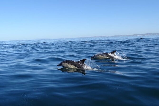 Algarve Dolphin Watching & Marine Life Eco Tour - Price, Time, and Value at Around $66.08 Per Person