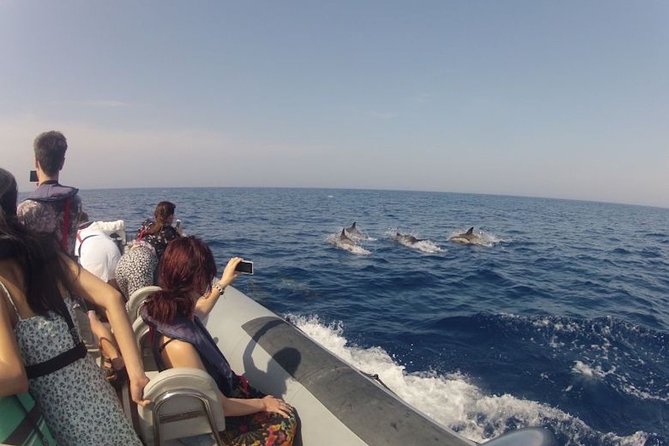 Algarve Dolphin Watching & Marine Life Eco Tour - Who This Tour Fits Best (And Who Might Want Another Option)