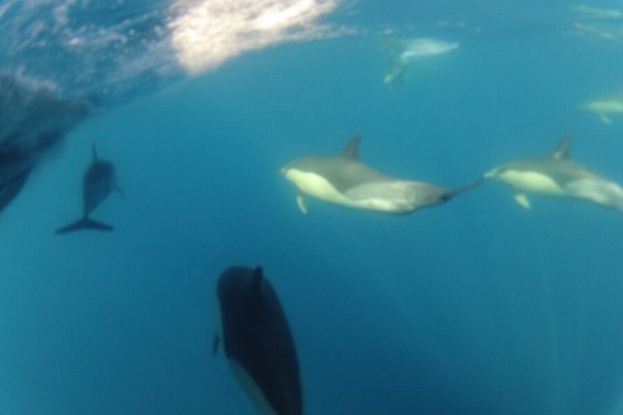 Algarve Dolphin Watching & Marine Life Eco Tour - The 30-minute guided secret stop: your best window for dolphins and whales