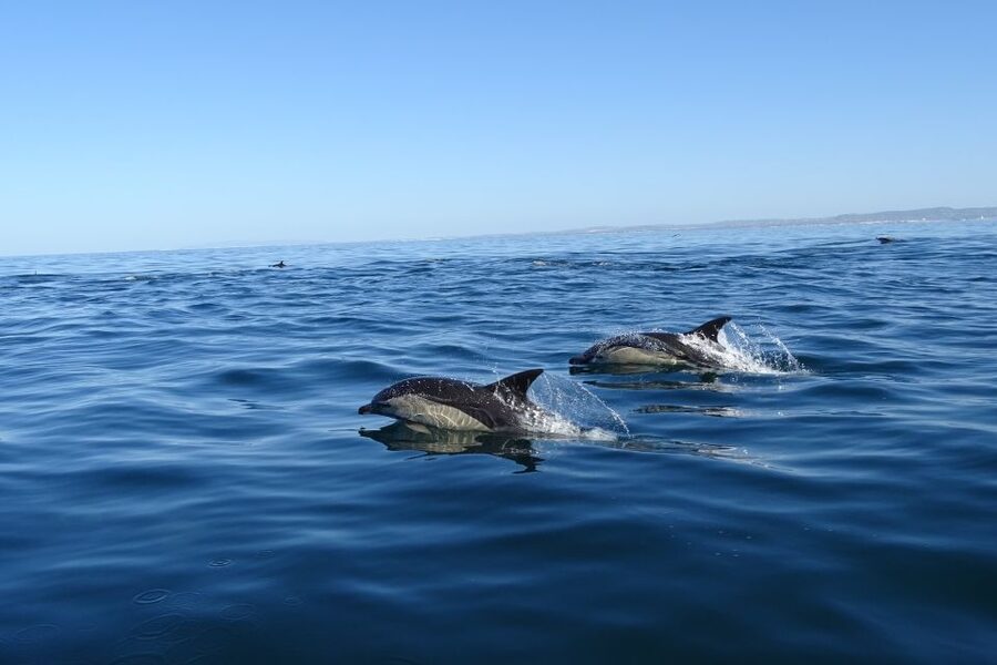 Algarve Dolphin Watching & Marine Life Eco Tour - Culatra Island and the return to Ria Formosa: finish with calmer water