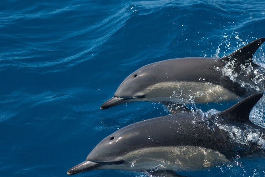 Algarve Dolphin Watching & Marine Life Eco Tour - Guide quality and live commentary: the difference between watching and understanding