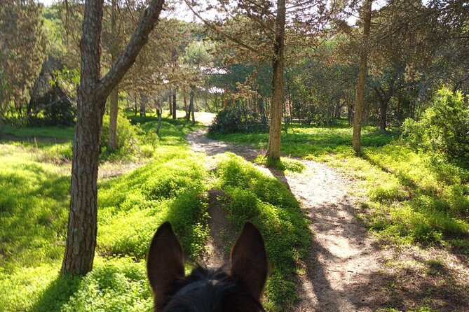Algarve - Exclusive horseriding in Portimao (no experience required) - Rescue-horse care is not just a feel-good story