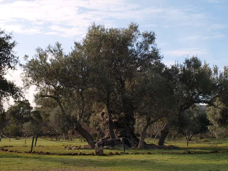 Algarve: Flavors and Traditions Tour - Who this tour fits best
