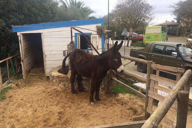 Algarve Jeep Safari - Day Trip - Lunch quality and what the day tastes like