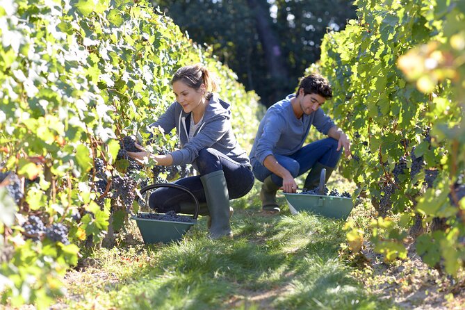Algarve Portugal Wine Tasting Activity with Pick Up - Algarve Wine Tasting with Pickup: The real feel of this 4-hour day