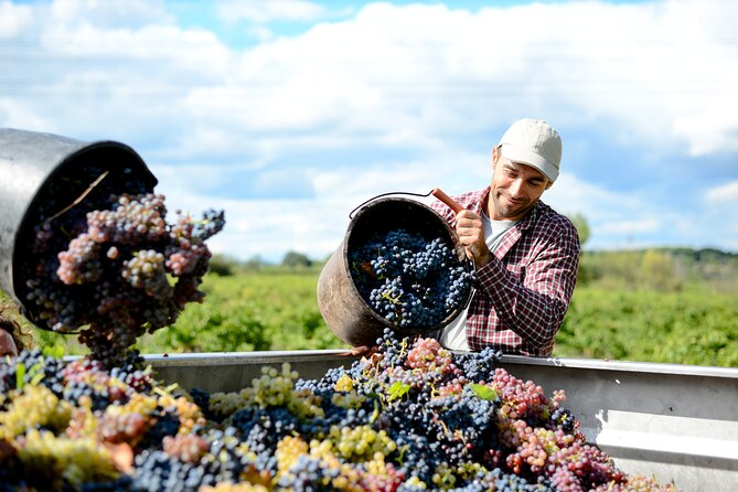 Algarve Portugal Wine Tasting Activity with Pick Up - The vineyard visit: cultivation basics you can actually use