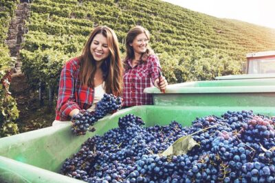 Algarve Portugal Wine Tasting Activity with Pick Up