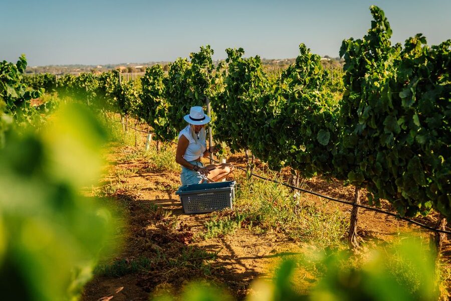 Algarve: Vineyard Tour & Premium Wine Tasting in Silves - Key Highlights to Know Before You Go