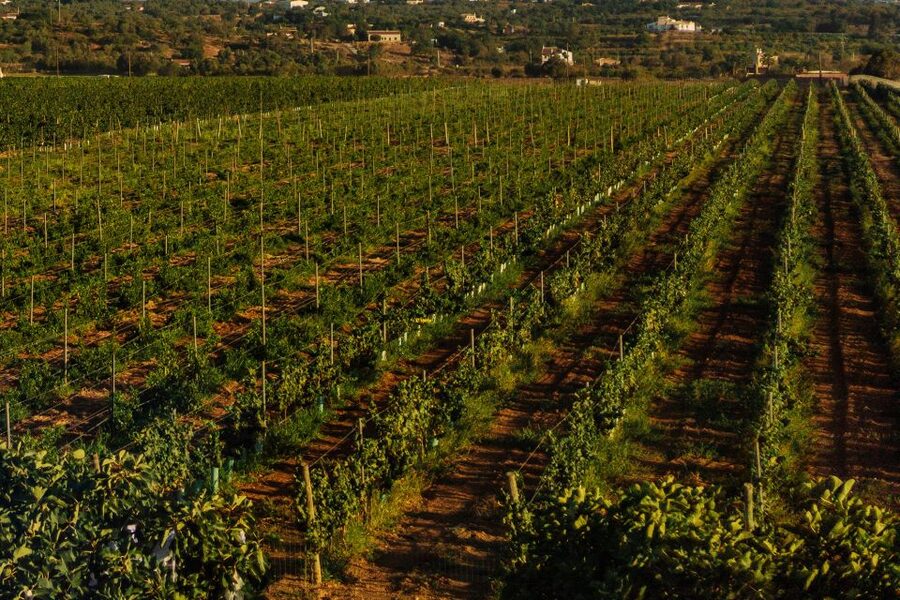Algarve: Vineyard Tour & Premium Wine Tasting in Silves - Four Premium Cabrita Wines, Explained One Glass at a Time