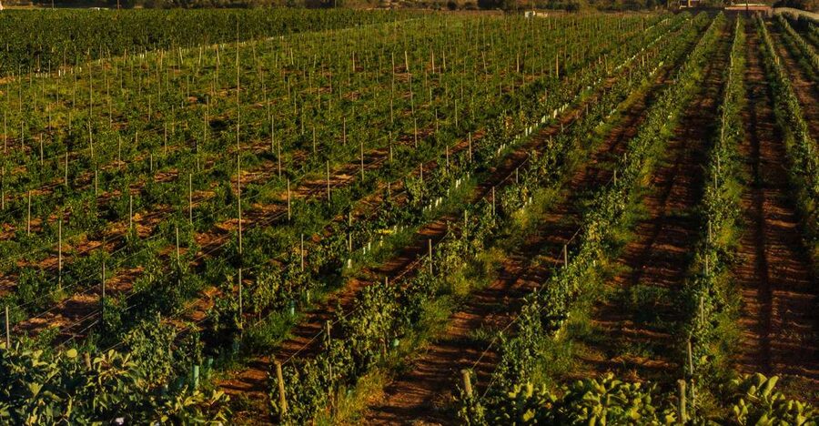 Algarve: Vineyard Tour & Premium Wine Tasting in Silves - Who This Wine Tour Is For (And Who Might Skip It)