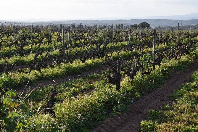 Algarve wine tour and farmer's lunch at wine estate - Stop 3 Quinta do Morgado da Torre: wrapping up with one last perspective