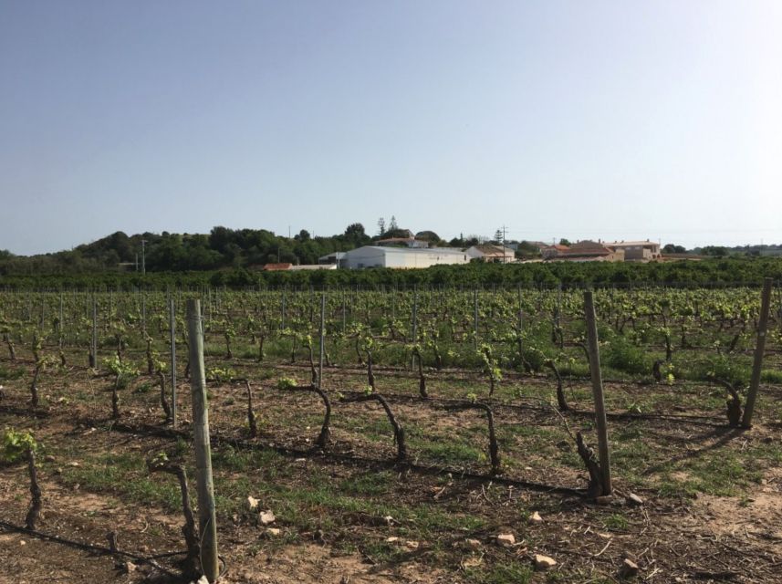 Algarve wine tour and mountain top trip with lunch or dinner - Key highlights worth your attention