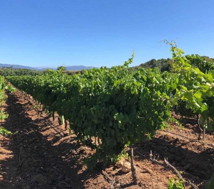 Algarve wine tour and mountain top trip with lunch or dinner - Value and group size: why the price can make sense