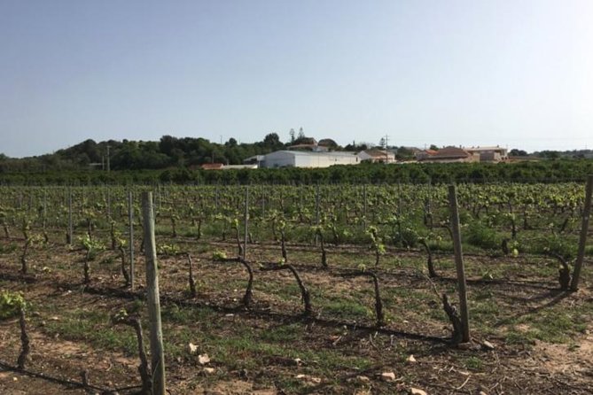 Algarve wine tour and mountain top trip with lunch or dinner at sunset time - Stop 1: Villa Alvor and its family-run winemaking roots