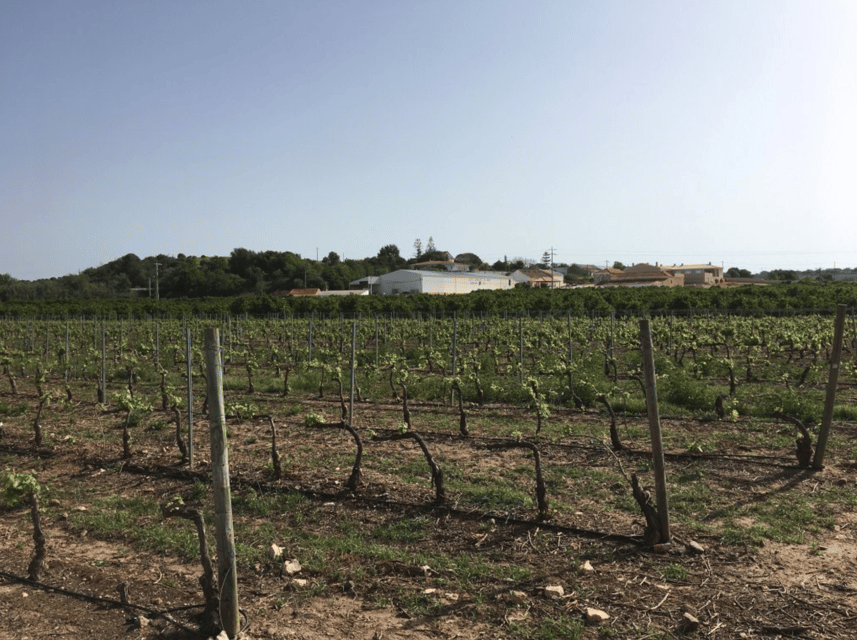 Algarve Wine Tour of two estates guided by wine expert - First Estate Stop: A Guided Tour Plus Your First 3-Wine Comparison