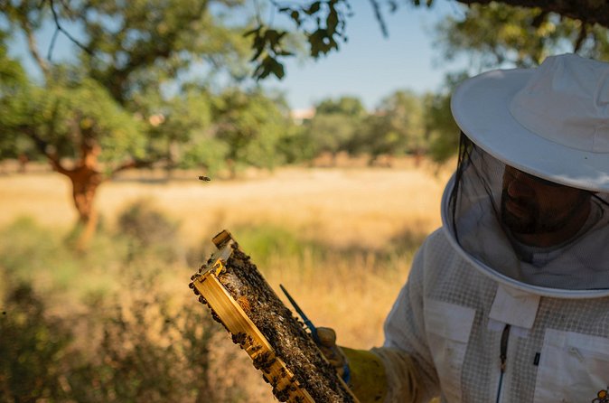 Beekeeping, nature and tradition - Who this experience suits, and who should rethink it