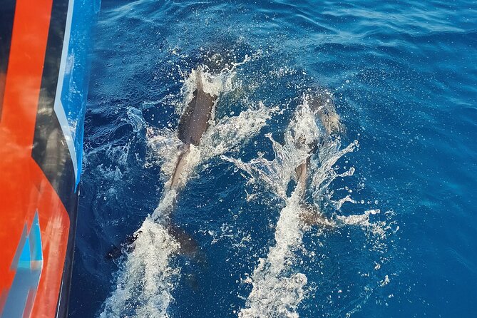 Benagil Caves and Dolphin Watching - 2.5h - Getting to the boat at Cais H in Albufeira