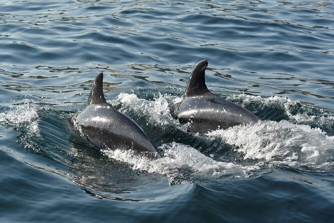 Benagil Caves and Dolphin Watching - 2.5h - Sailing with crew commentary that makes landmarks click