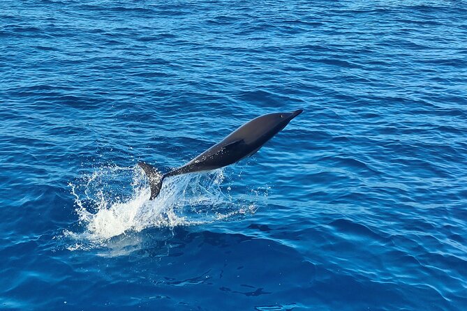 Benagil Caves and Dolphin Watching - 2.5h - How smooth is it, and what to pack for wind and spray