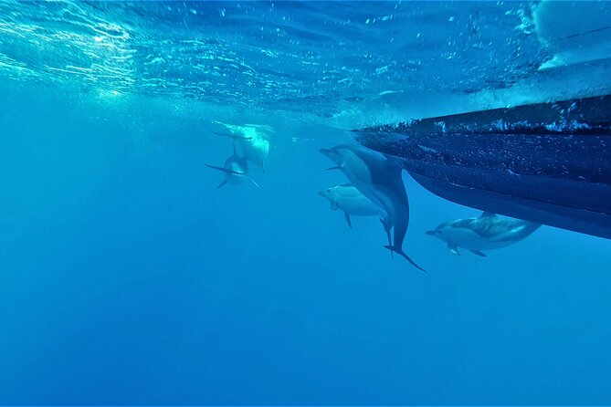 Benagil Caves Visit with Dolphins Watching from Albufeira - Dolphin Spotting: How The Crew Hunts, And How You Can Help Yourself