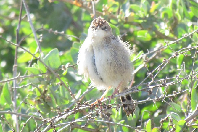 Birdwatching at Abicada and Alvor dunes - Arriving for birds, not for crowds: the 7:00am advantage