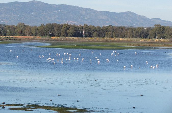 Birdwatching at Abicada and Alvor dunes - Abicada and the Alvor dunes: scanning for timing, not just birds
