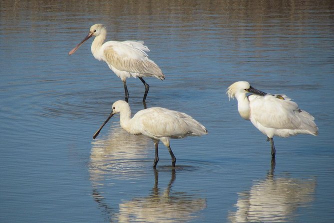 Birdwatching at Abicada and Alvor dunes - The guide factor: Guillaume’s mix of birding and A Rocha science