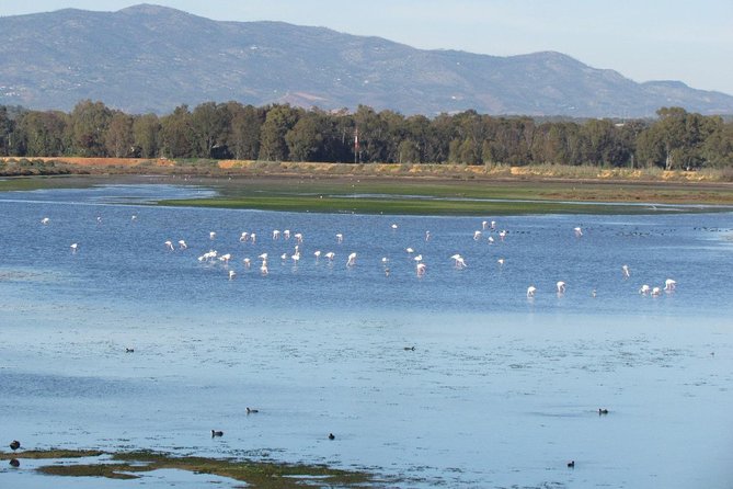Birdwatching at Abicada and Alvor dunes - Species you might see, and how to think about a “good tally”