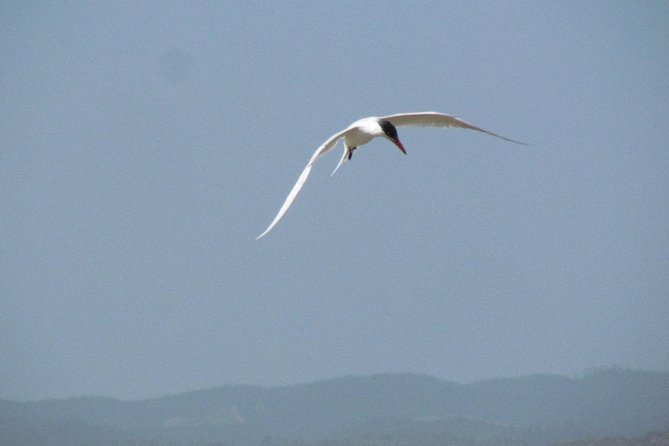 Birdwatching at Abicada and Alvor dunes - What the 6 to 8 hours actually feels like
