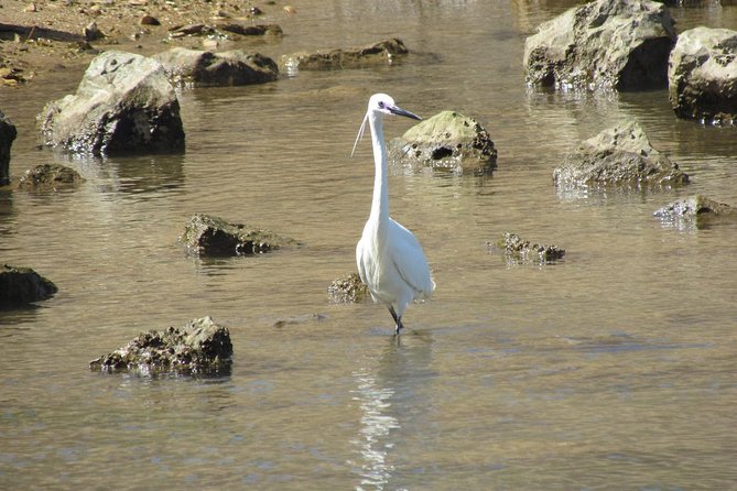 Birdwatching at Abicada and Alvor dunes - Practical packing tips for Algarve birdwatching