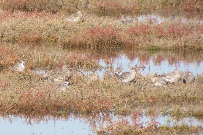 Birdwatching at Ria de Alvor - Why Ria de Alvor is a smart birding choice from Lagos