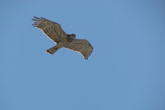 Birdwatching at Ria de Alvor - Stop 1 at Ria de Alvor Nature Reserve: how the walk plays out
