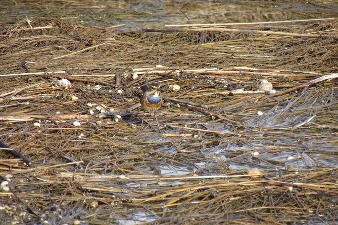 Birdwatching at Ria de Alvor - The birds you’ll chase: wetland species and farmland edges