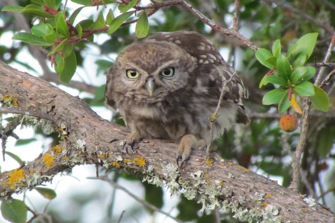 Birdwatching at Ria de Alvor - Telescope use: what to do so you get real value
