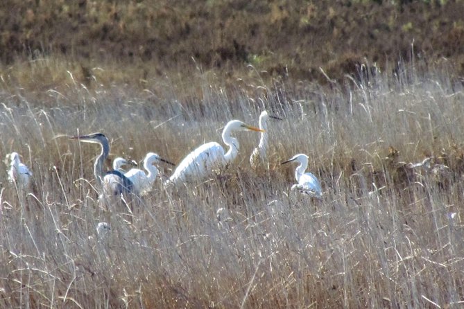 Birdwatching at Ria de Alvor - Price and value: what $47 buys in this birding format