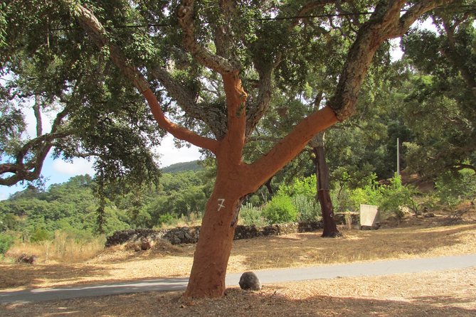 Birdwatching day in the Monchique hills - Key things to know before you go birding in Monchique