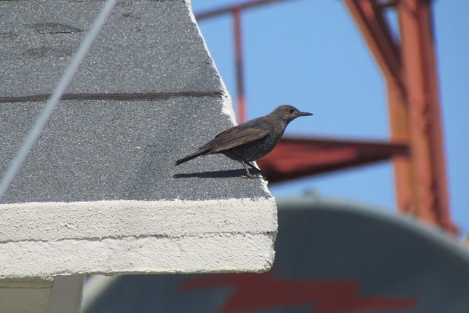 Birdwatching day in the Monchique hills - Why Monchique hills birding beats coastal bird walks
