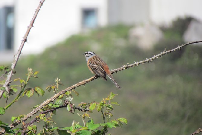 Birdwatching day in the Monchique hills - Foia to bird spots: what that morning usually feels like