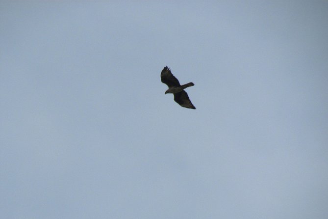 Birdwatching day in the Monchique hills - Telescope, binoculars, and what gear to bring
