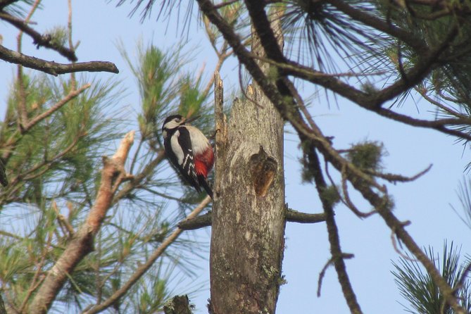 Birdwatching day in the Monchique hills - Who this Monchique birdwatching day is best for