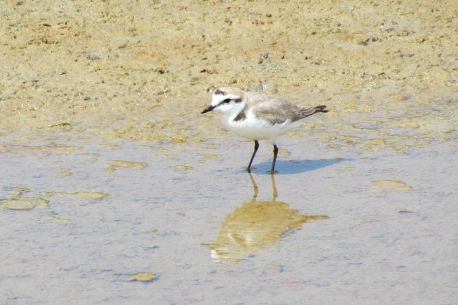 Birdwatching day in the Ria Formosa Natural Park - Key Highlights You Will Actually Care About