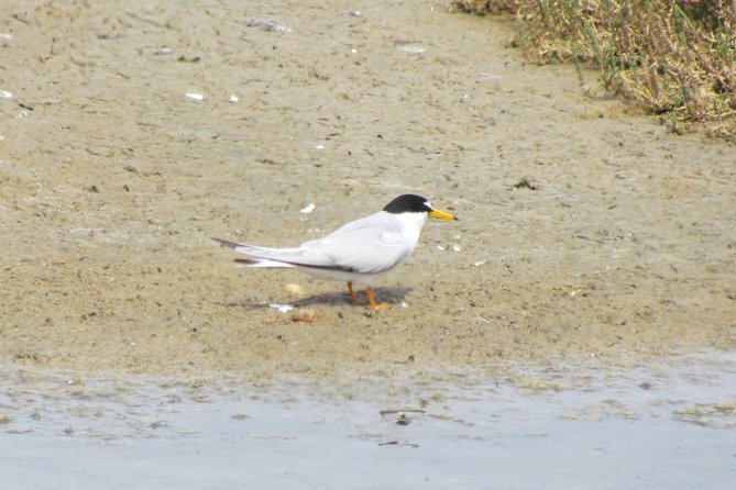 Birdwatching day in the Ria Formosa Natural Park - Price and Value: What $180.76 Actually Buys