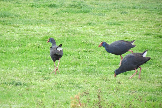 Birdwatching day in the Ria Formosa Natural Park - Timing and Pace: 7 to 8 Hours in Real Wetland Conditions