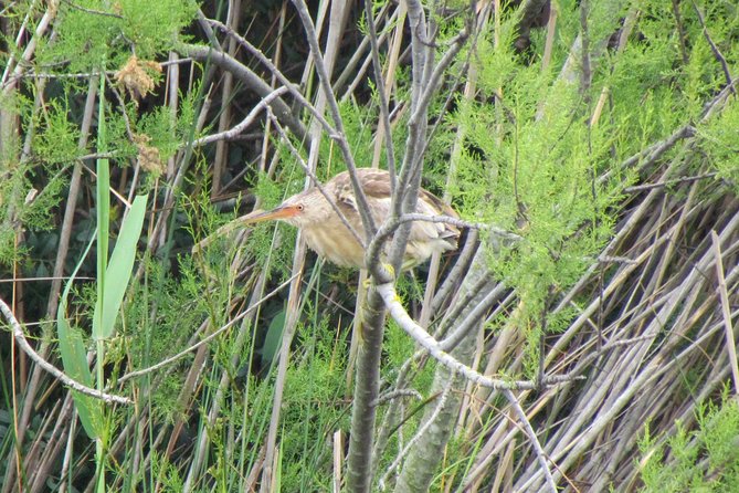 Birdwatching day in the Ria Formosa Natural Park - Stop 1: Quinta do Lago South and the Ludo Saltpans