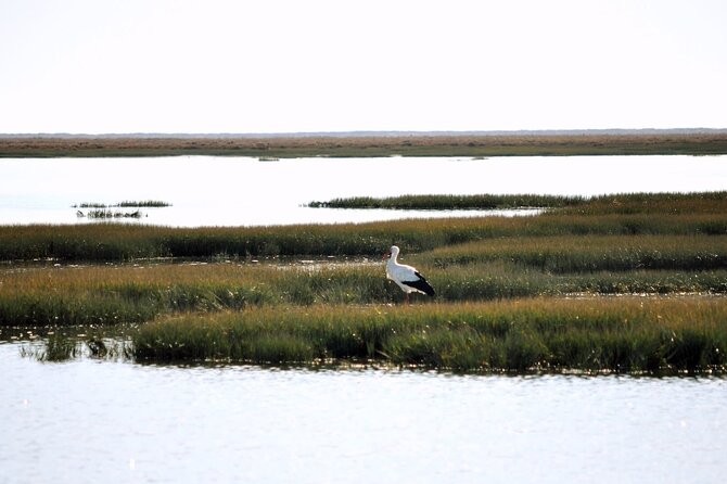 Birdwatching in Ria Formosa - Eco Boat Tour from Faro - Heading back to Faro: calm ride, old-town views, real nature sounds