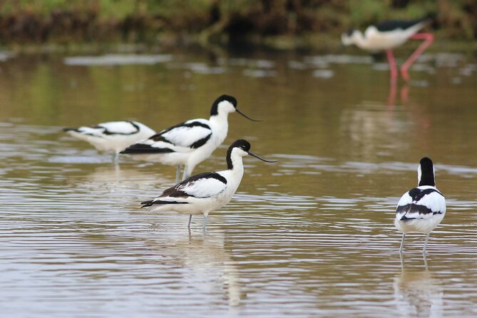 Birdwatching Private Tour at Fascinating Salgados Lagoon - Key highlights you should care about