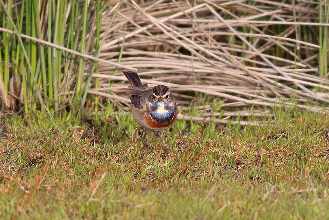Birdwatching Private Tour at Fascinating Salgados Lagoon - Lagoa dos Salgados at 4:00 pm: practical timing that works